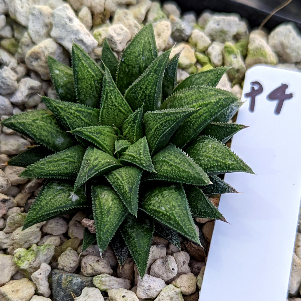 Haworthia parksiana hybrid series PP302 #P4 SOLD OUT