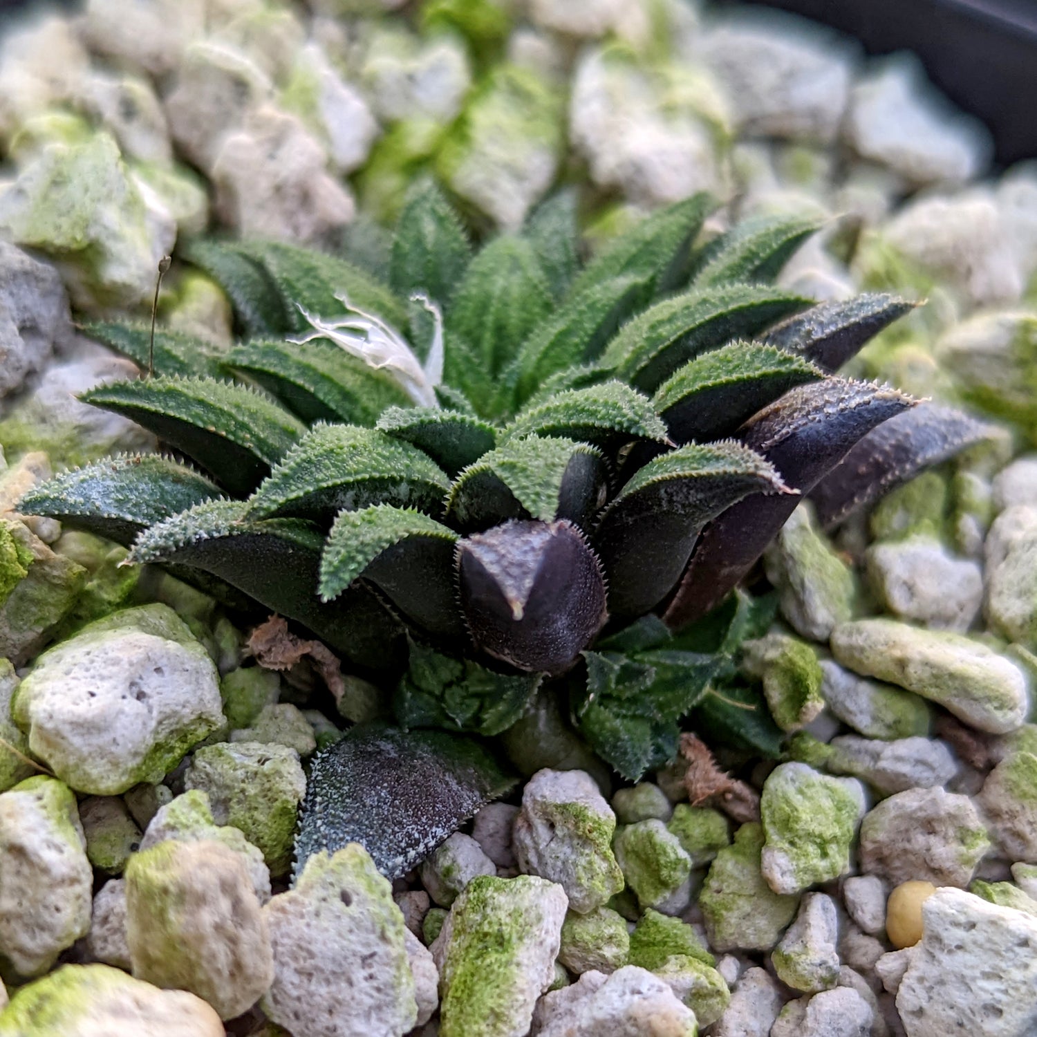 Haworthia parksiana hybrid series PP302 #P5 SOLD OUT