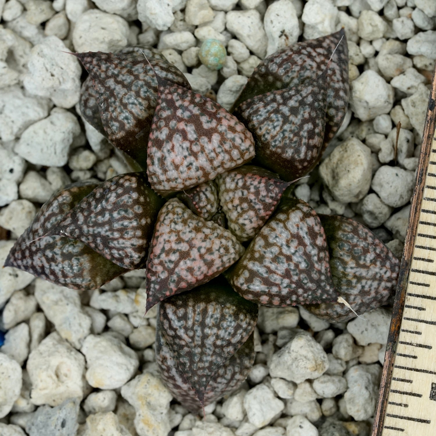 Haworthia "Scarlet Begonias" PP72 series