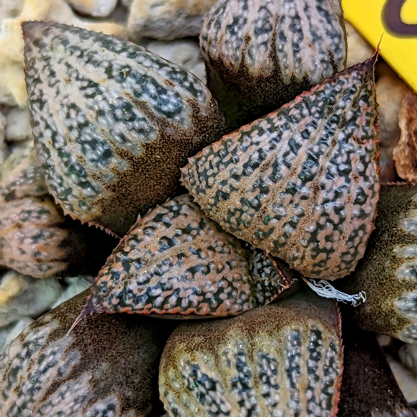 Haworthia splendens PP291 #S1 SOLD OUT