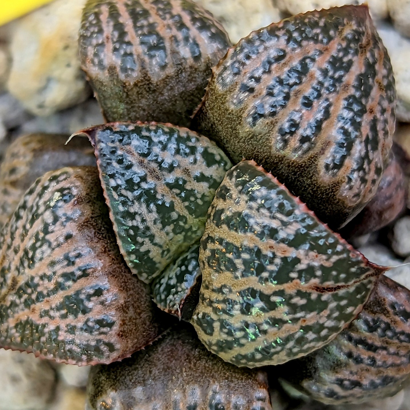 Haworthia splendens PP291 #S2 SOLD OUT