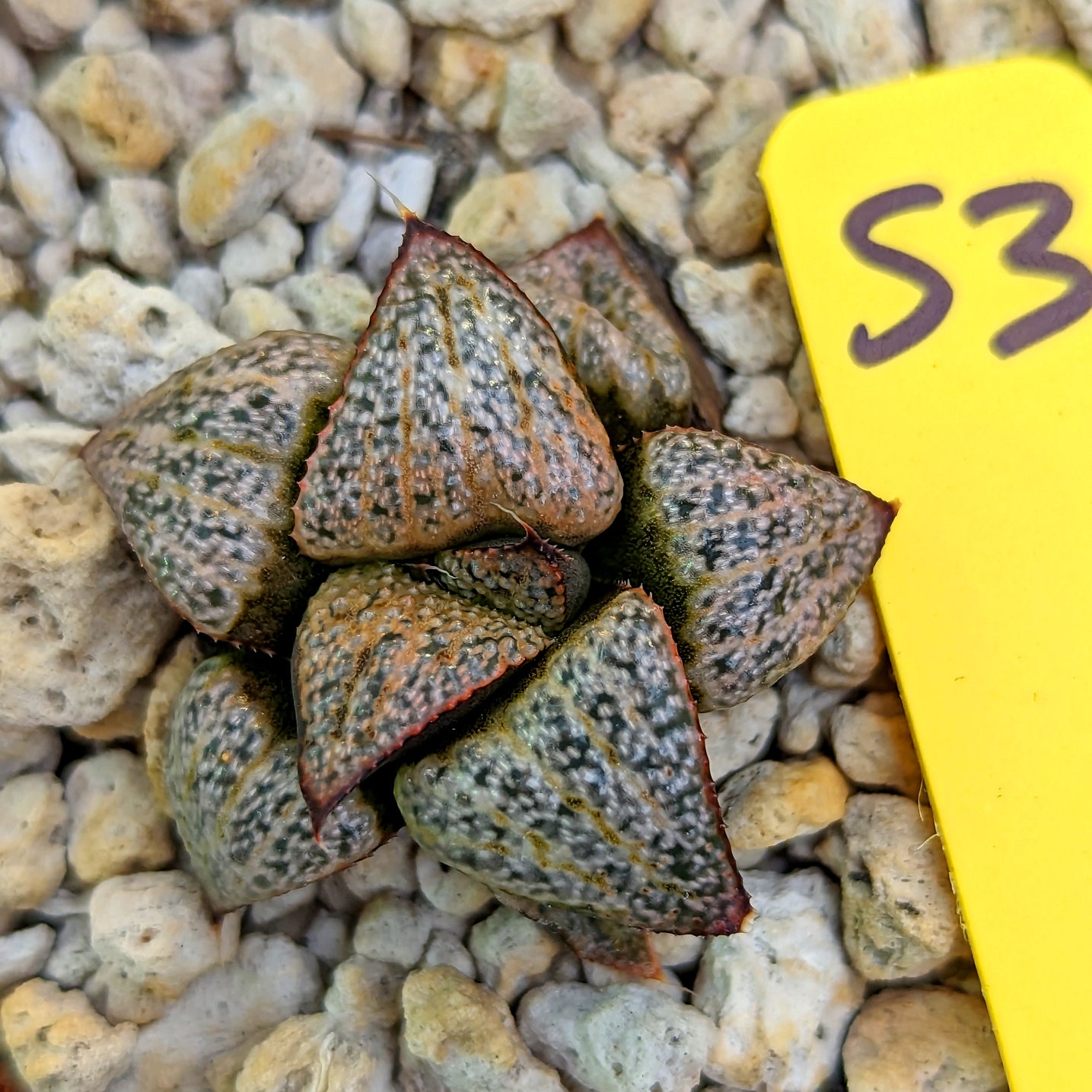 Haworthia splendens PP291 #S3 SOLD OUT