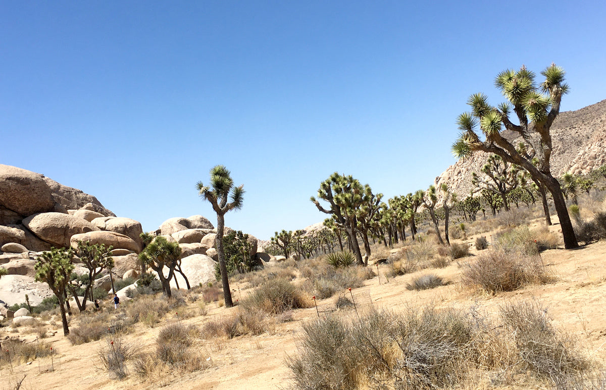 Seasonality and Dormancy in Succulents