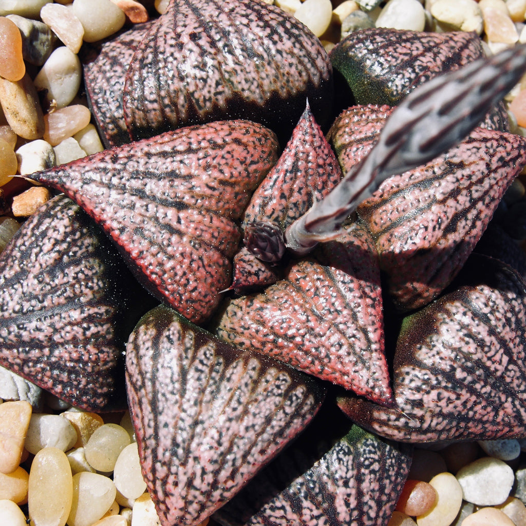 Why are artisan Haworthia valuable?