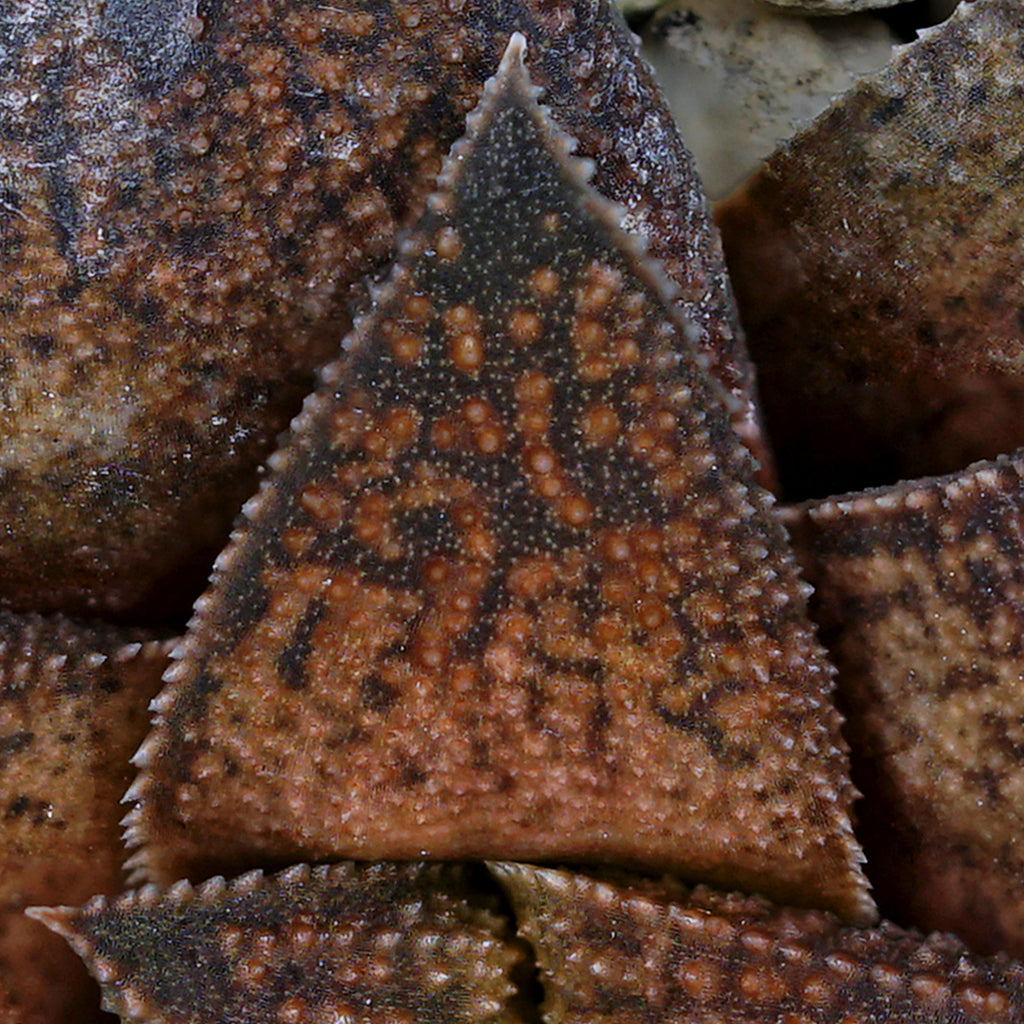 Exploring wide crosses in Haworthia and its relatives