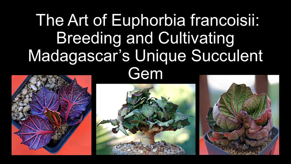 The Art of Euphorbia Francoisii: Breeding and Cultivating Madagascar’s Unique Succulent Gem