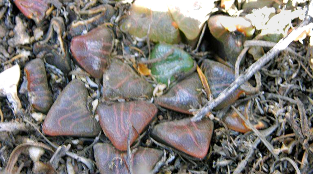 Are Haworthia Winter Growers?