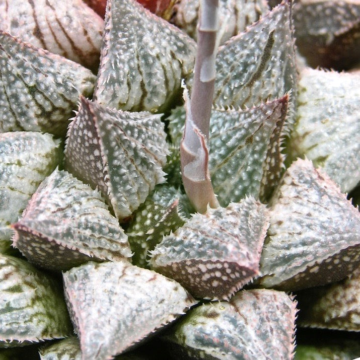 What is and what isn't a Haworthia?