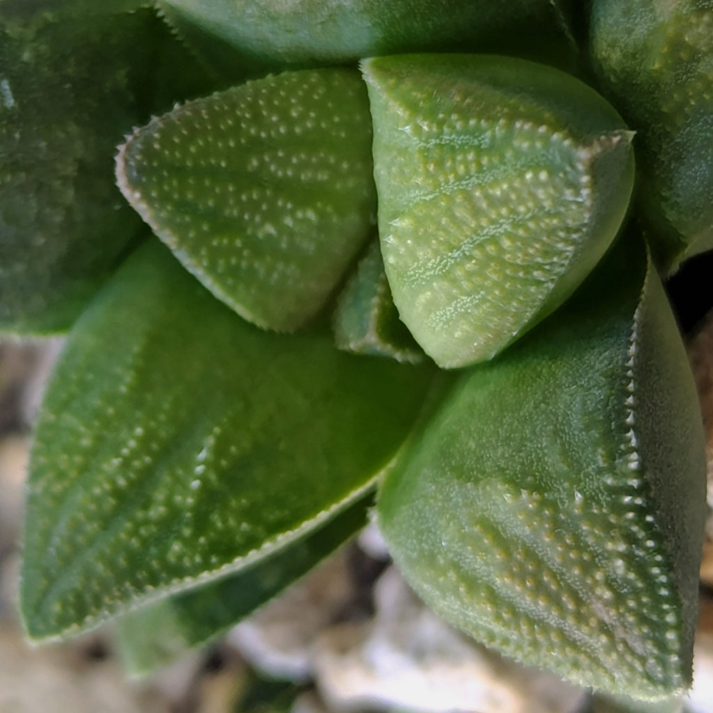 Haworthia PP576 hybrid series #1