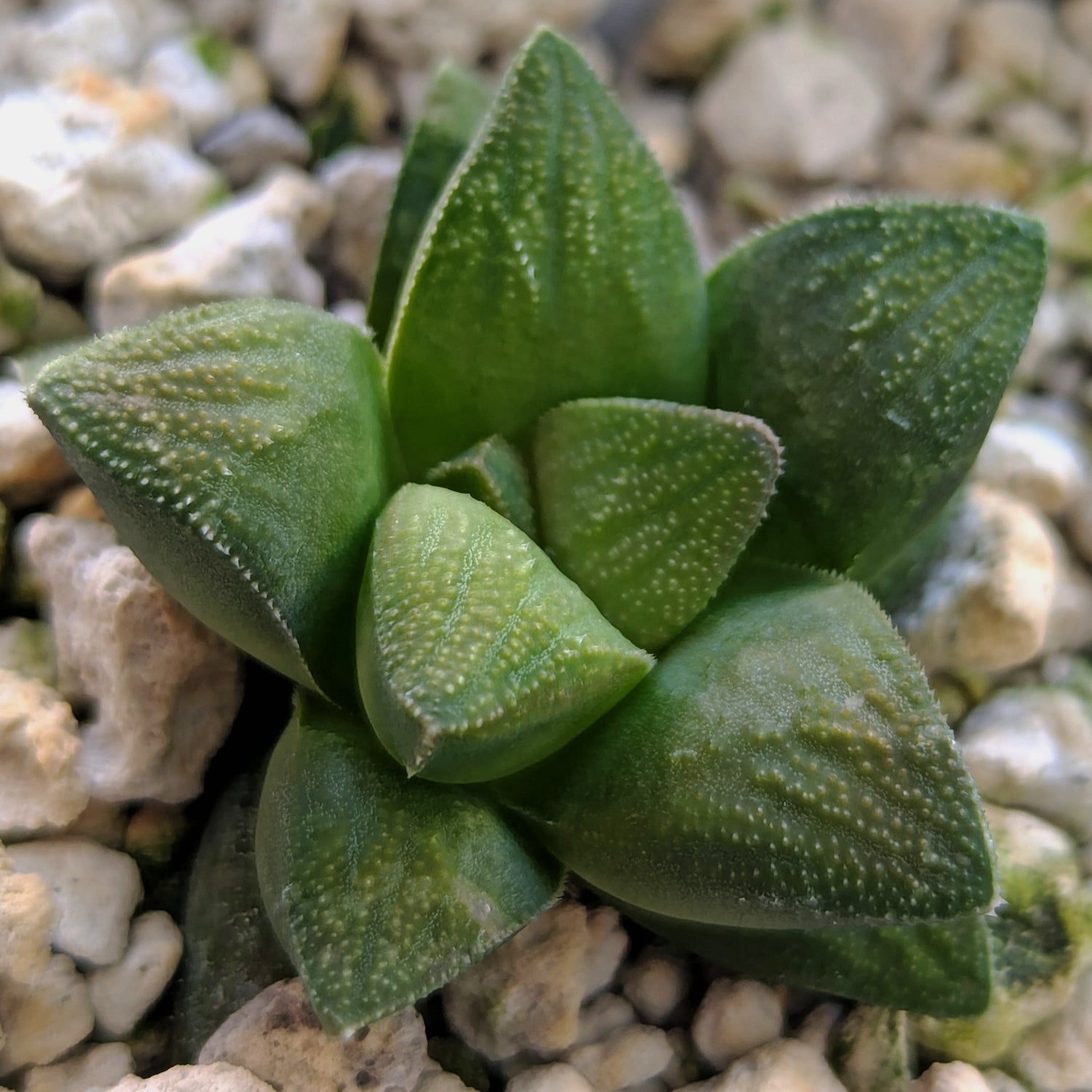 Haworthia PP576 hybrid series #1