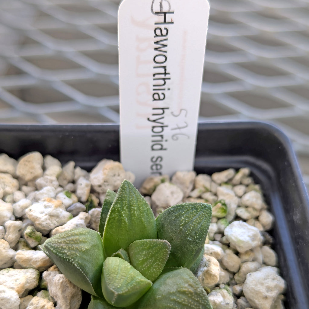 Haworthia PP576 hybrid series #1