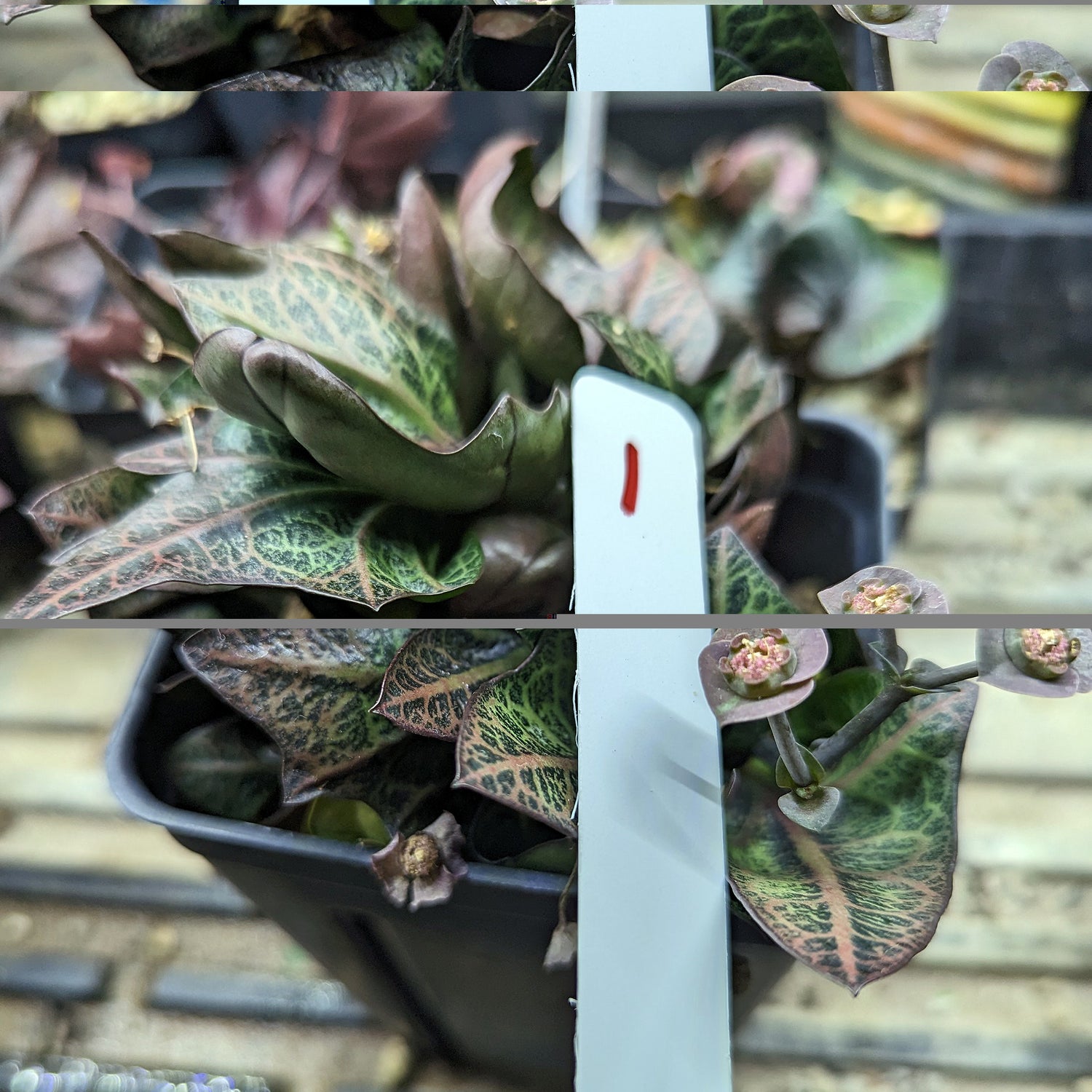 Euphorbia francoisii #1 SOLD OUT