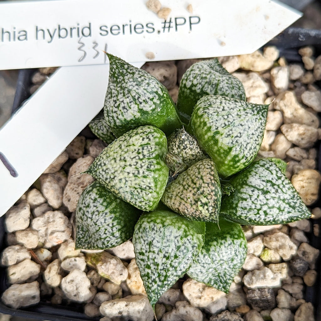 Haworthia "PP331" picta x Empress hybrid series #1 SOLD OUT