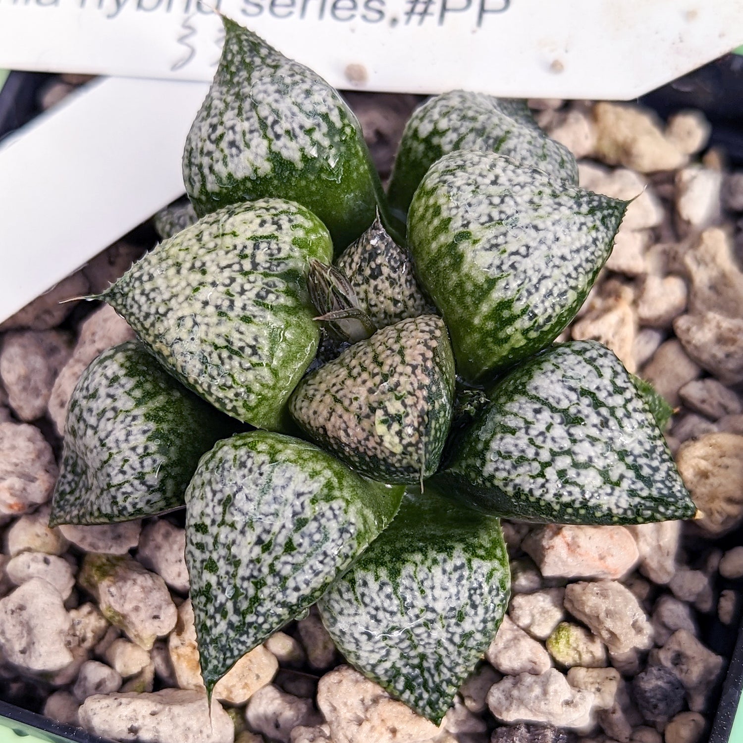Haworthia "PP331" picta x Empress hybrid series #1 SOLD OUT