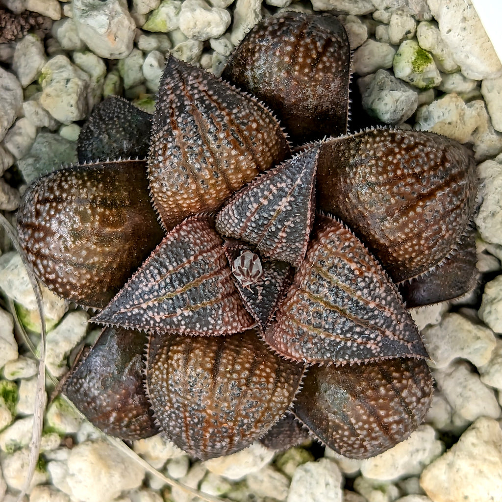Haworthia marxii hybrid series PP390 #1 SOLD OUT
