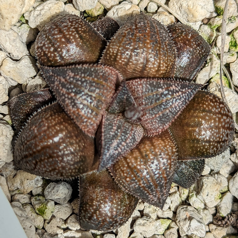 Haworthia marxii hybrid series PP390 #1 SOLD OUT