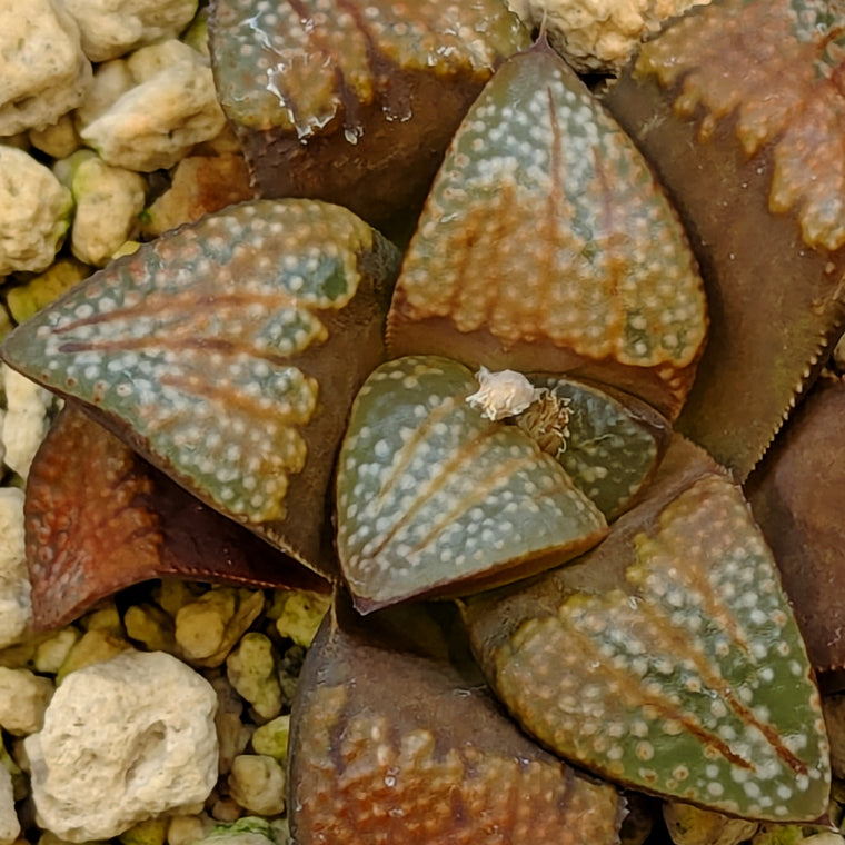 Haworthia groenewaldii hybrid series PP309 #1