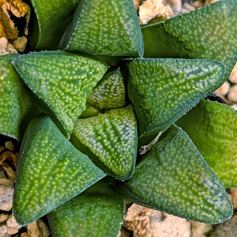 Haworthia groenewaldii hybrid series PP428 #1