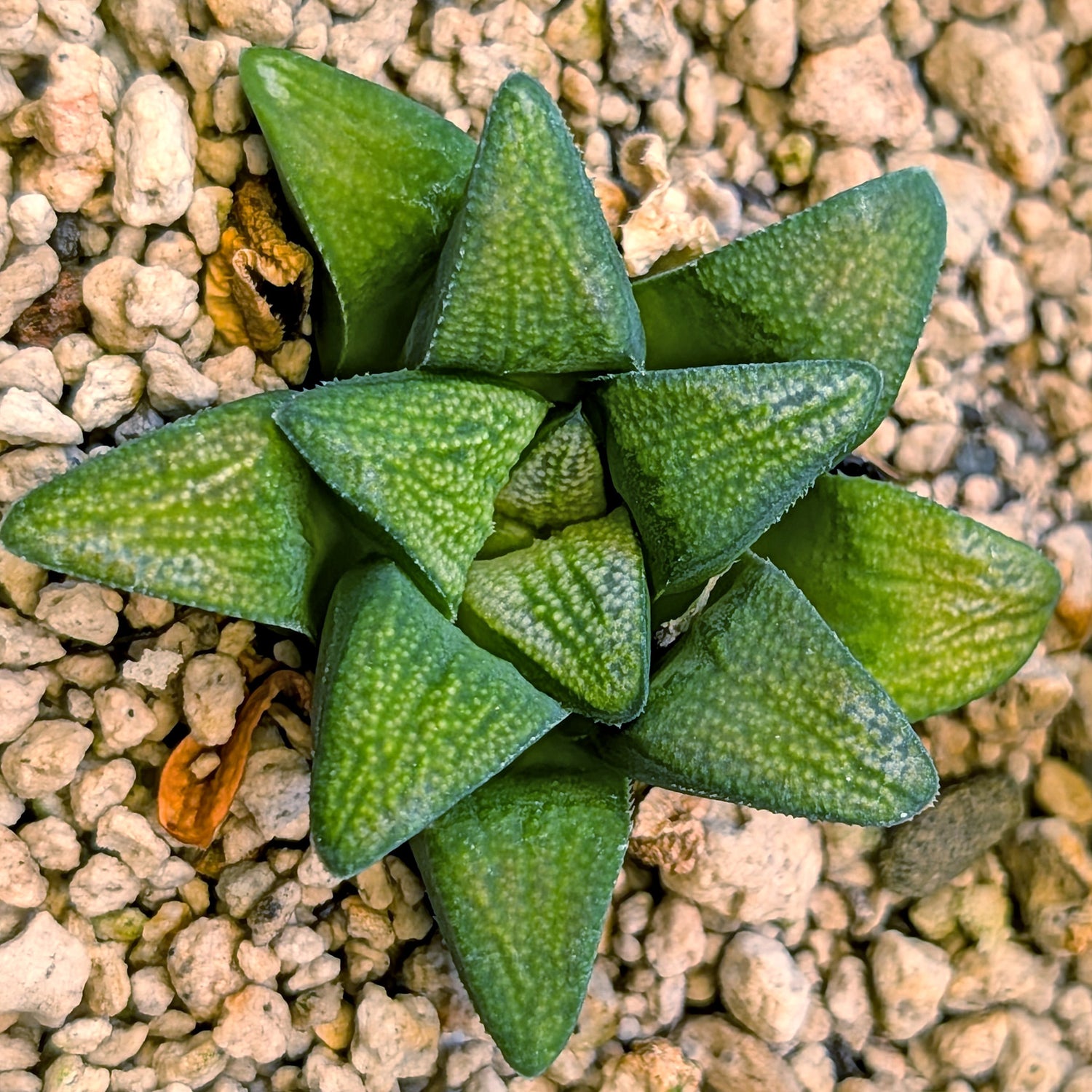 Haworthia groenewaldii hybrid series PP428 #1
