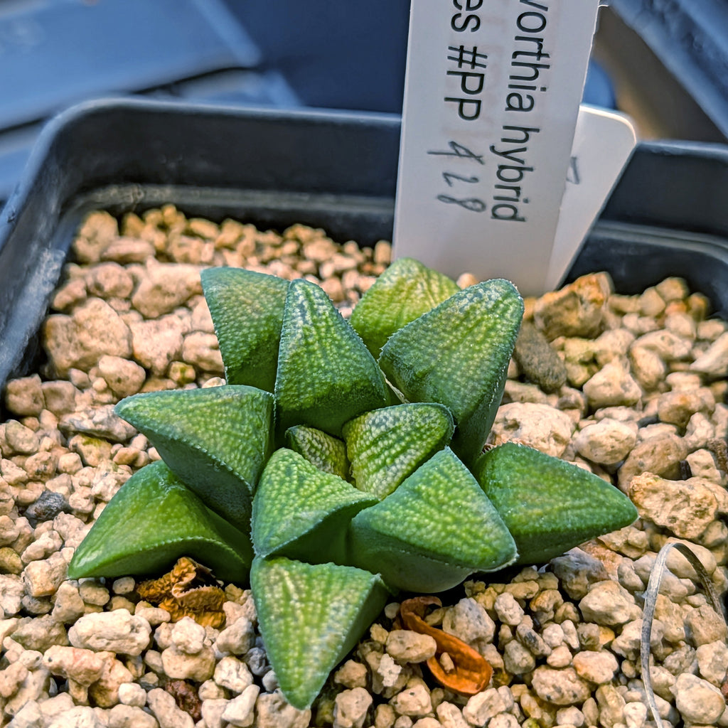 Haworthia groenewaldii hybrid series PP428 #1