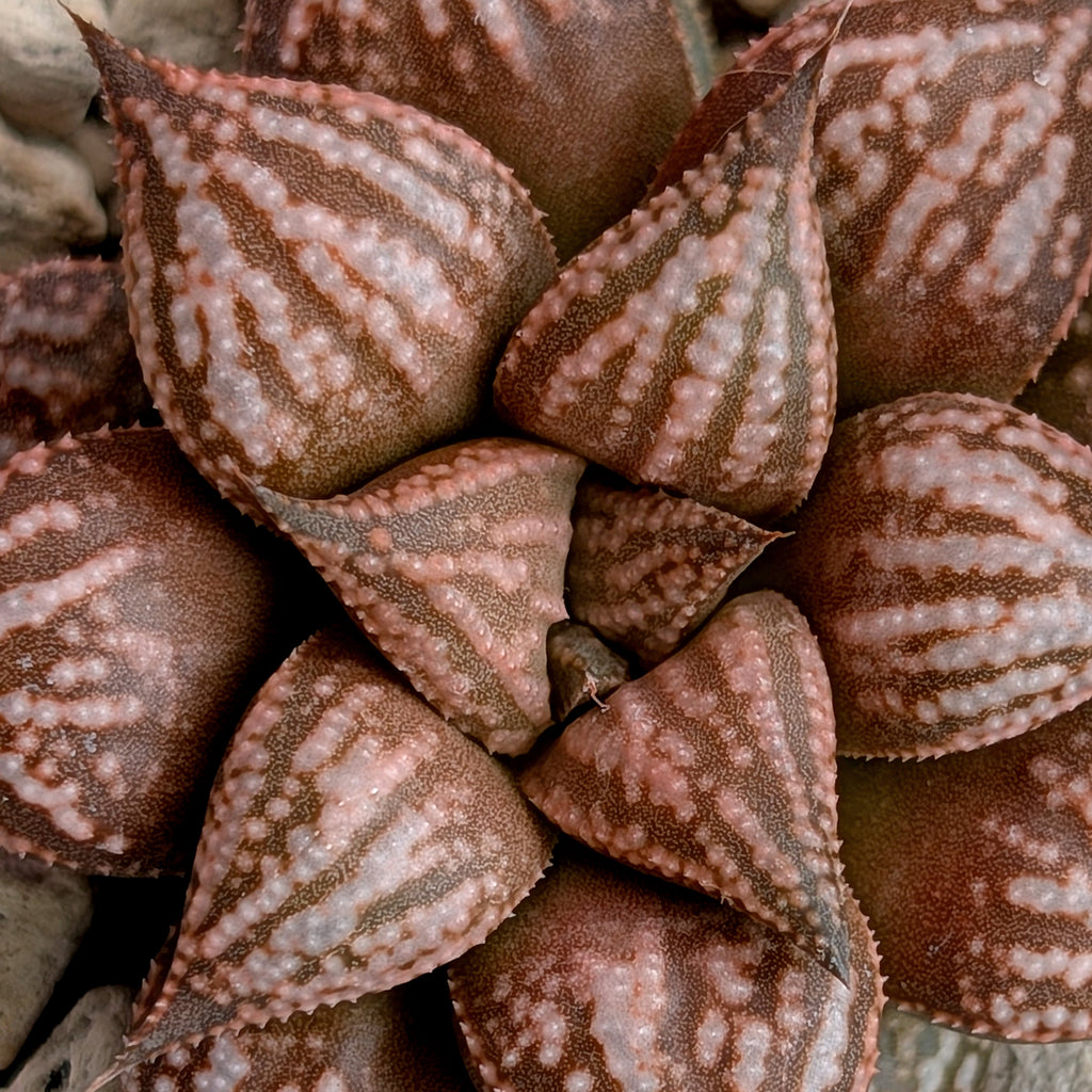 Haworthia  hybrid series PP573 #1