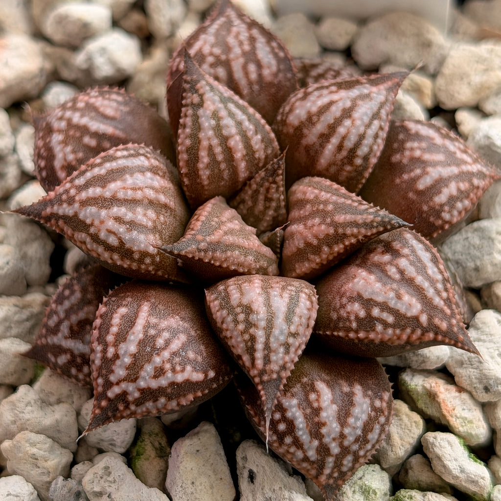 Haworthia  hybrid series PP573 #1