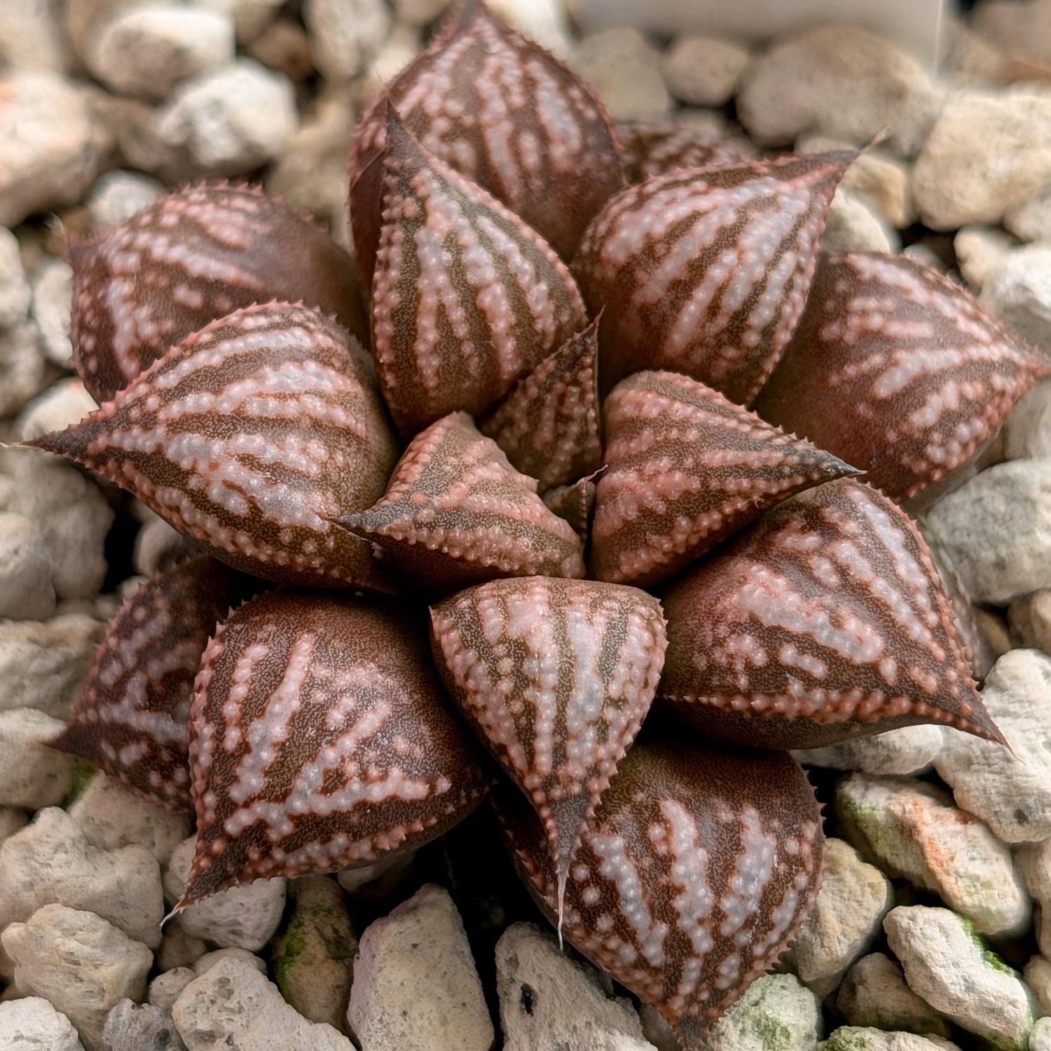 Haworthia  hybrid series PP573 #1