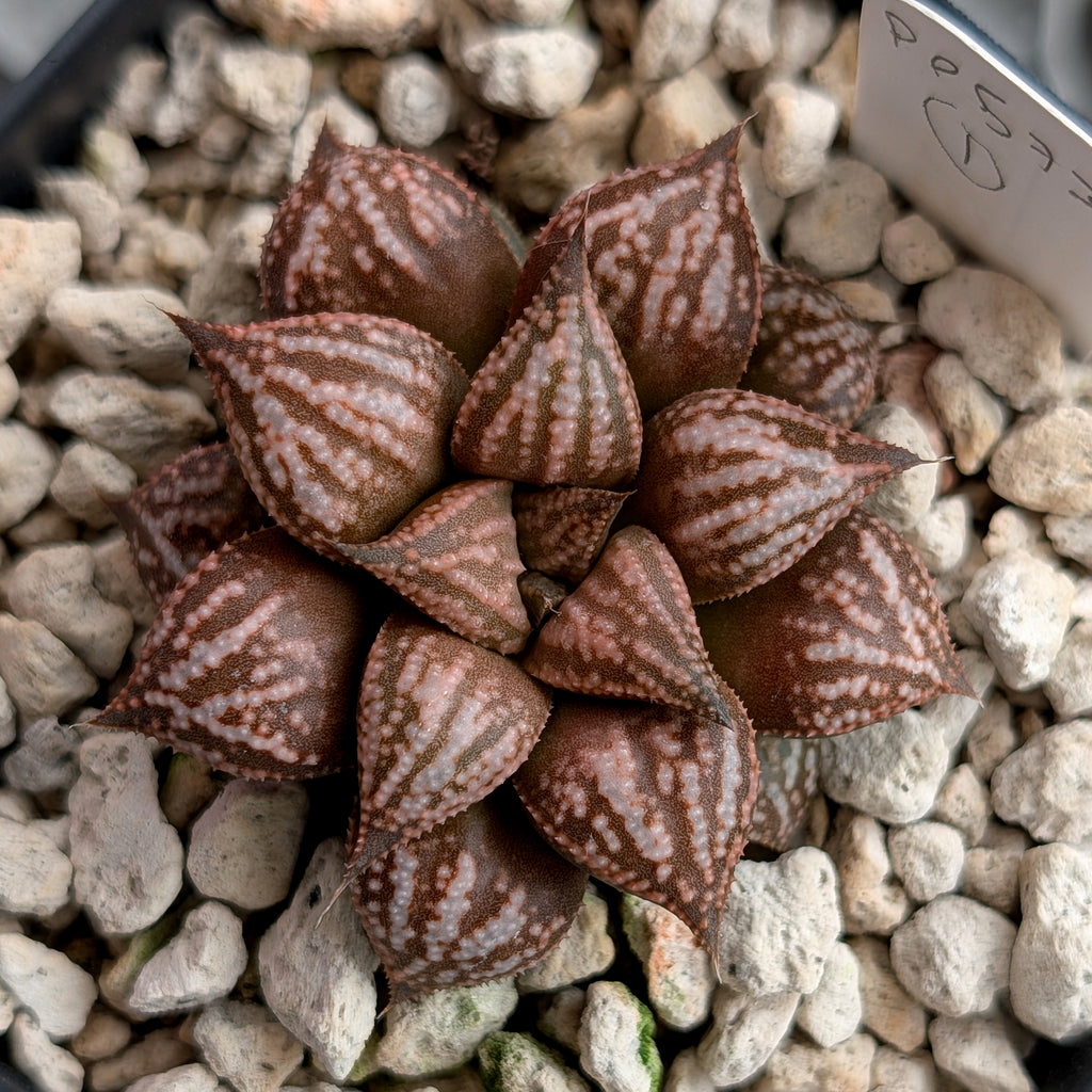 Haworthia  hybrid series PP573 #1