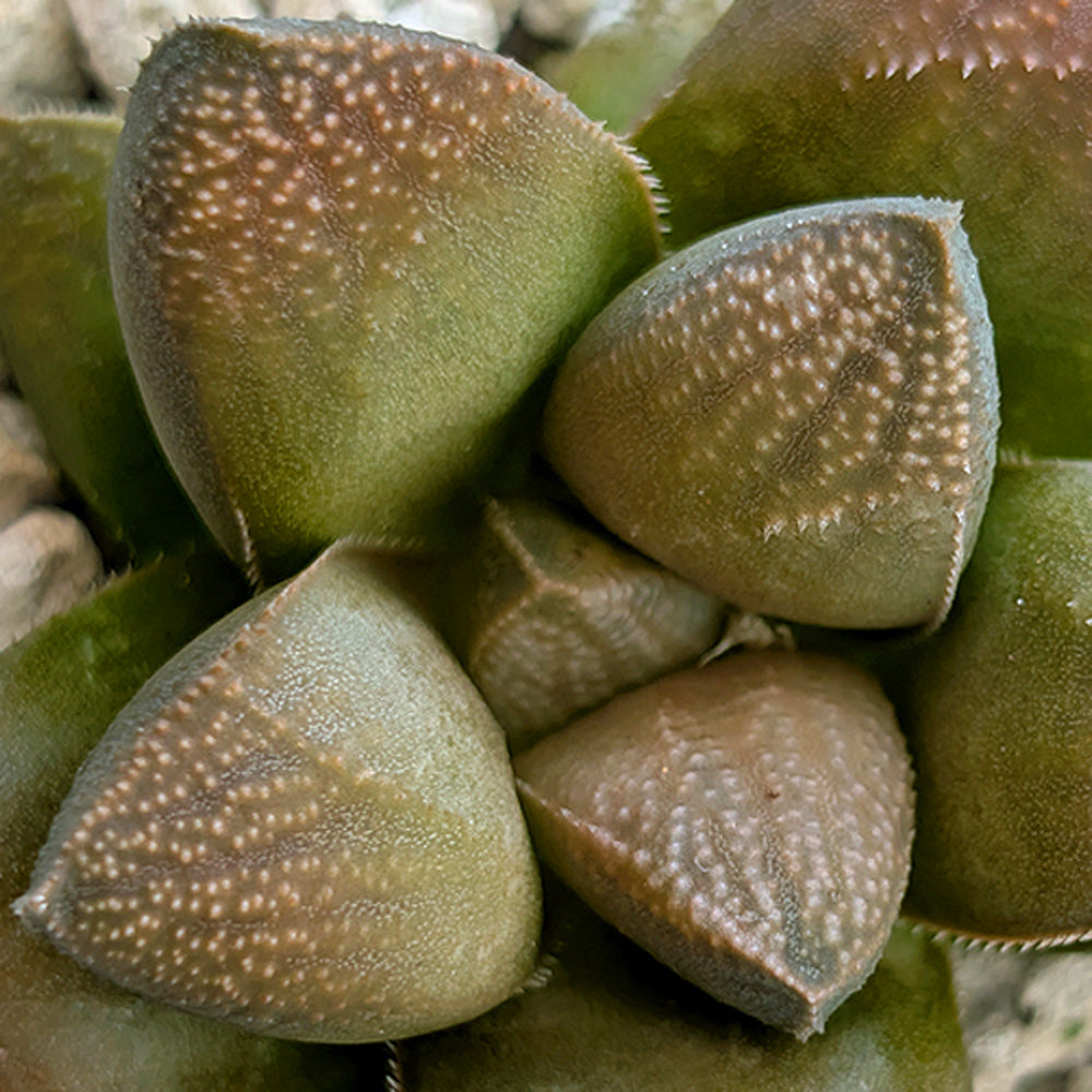 Haworthia PP576 hybrid series #1