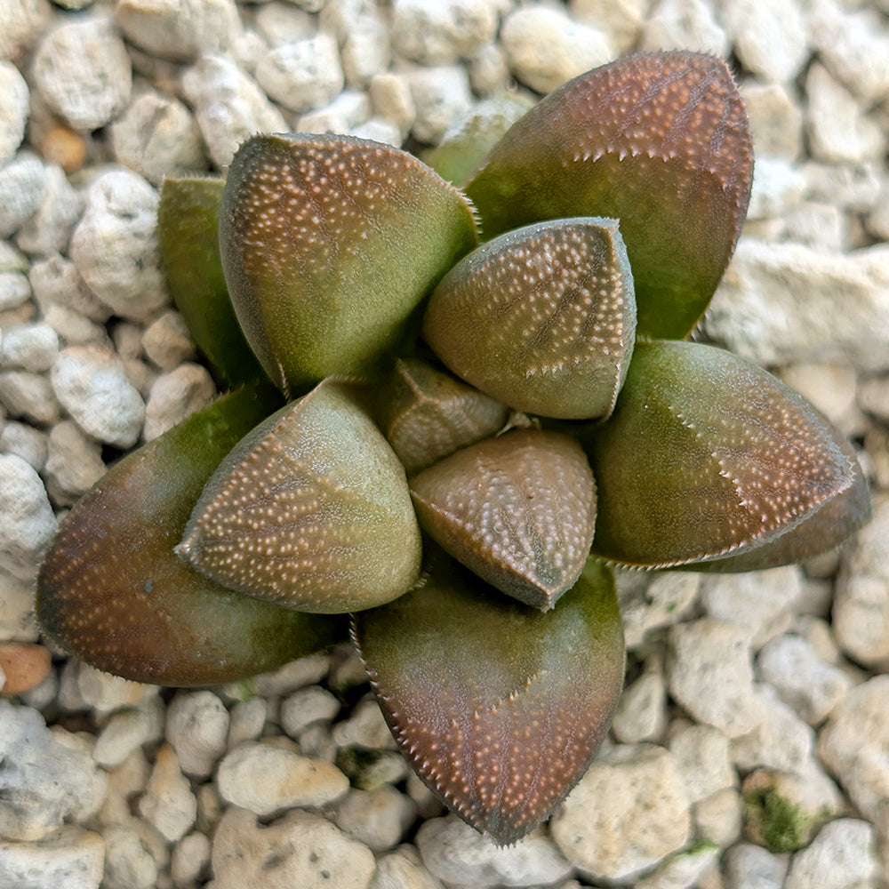 Haworthia PP576 hybrid series #1