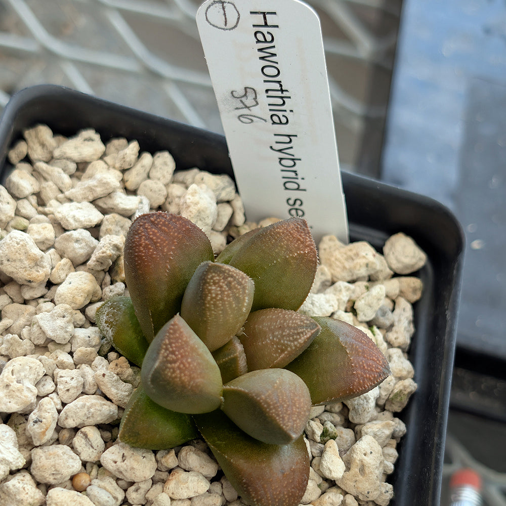 Haworthia PP576 hybrid series #1