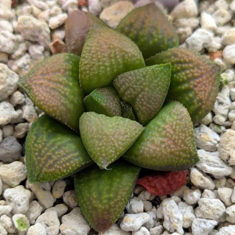 Haworthia PP661 hybrid series #1