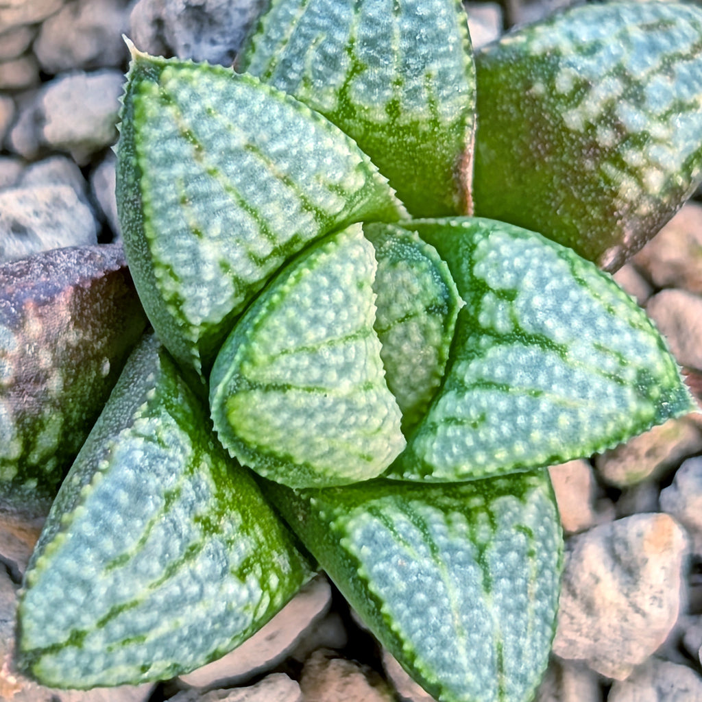 Haworthia PP680 hybrid series #1