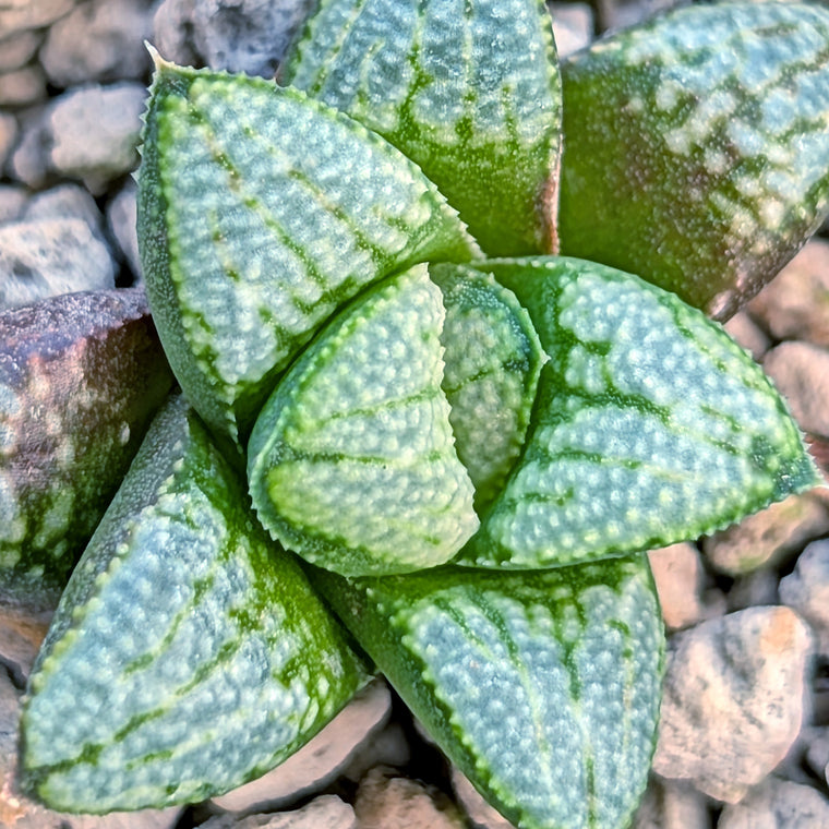 Haworthia PP680 hybrid series #1