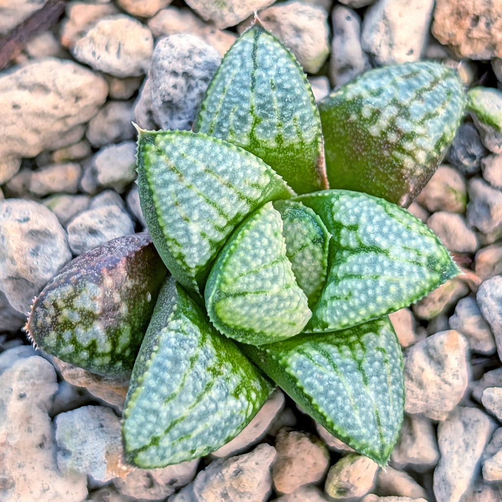 Haworthia PP680 hybrid series #1