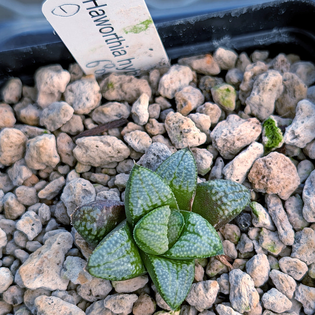 Haworthia PP680 hybrid series #1