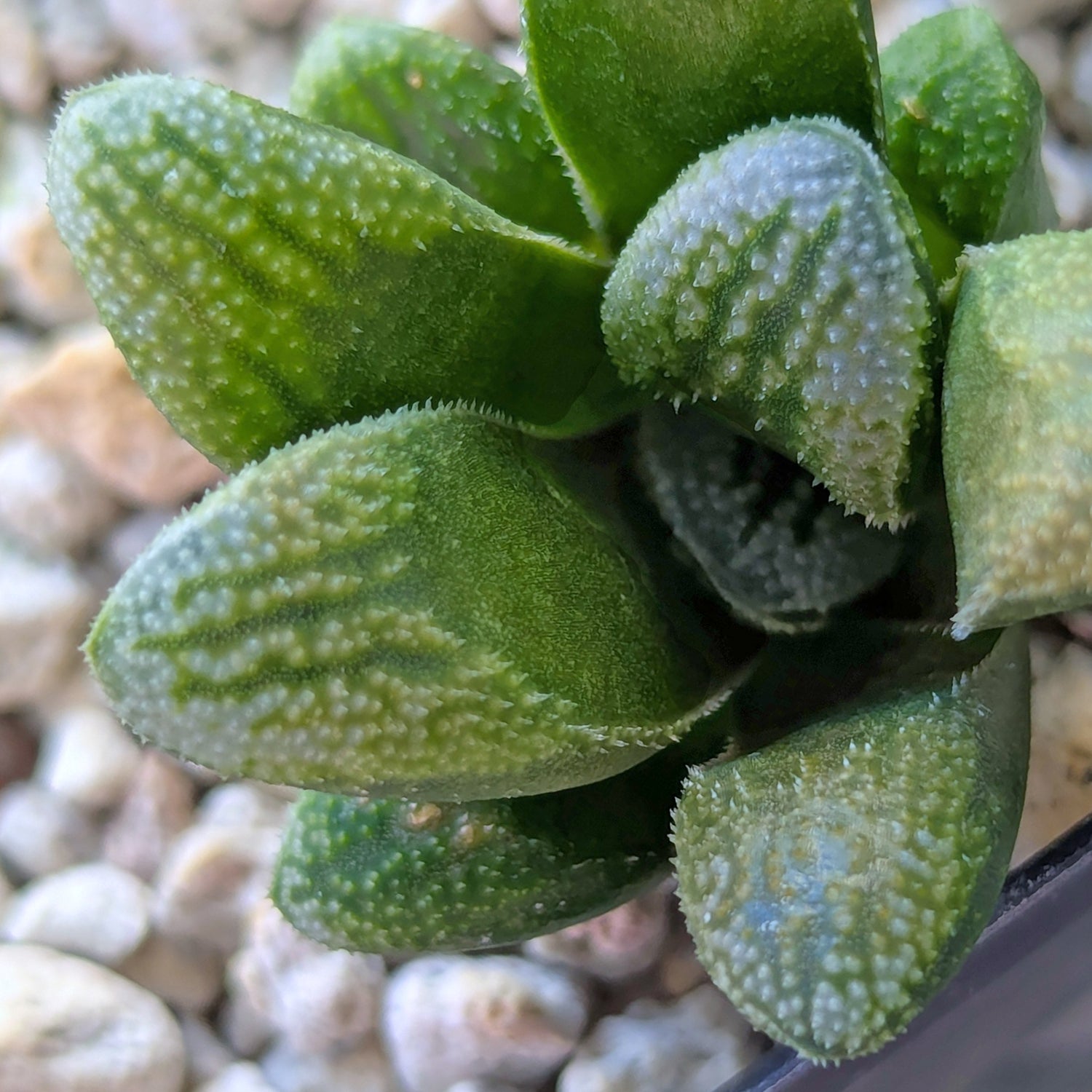 Haworthia PP576 hybrid series #10
