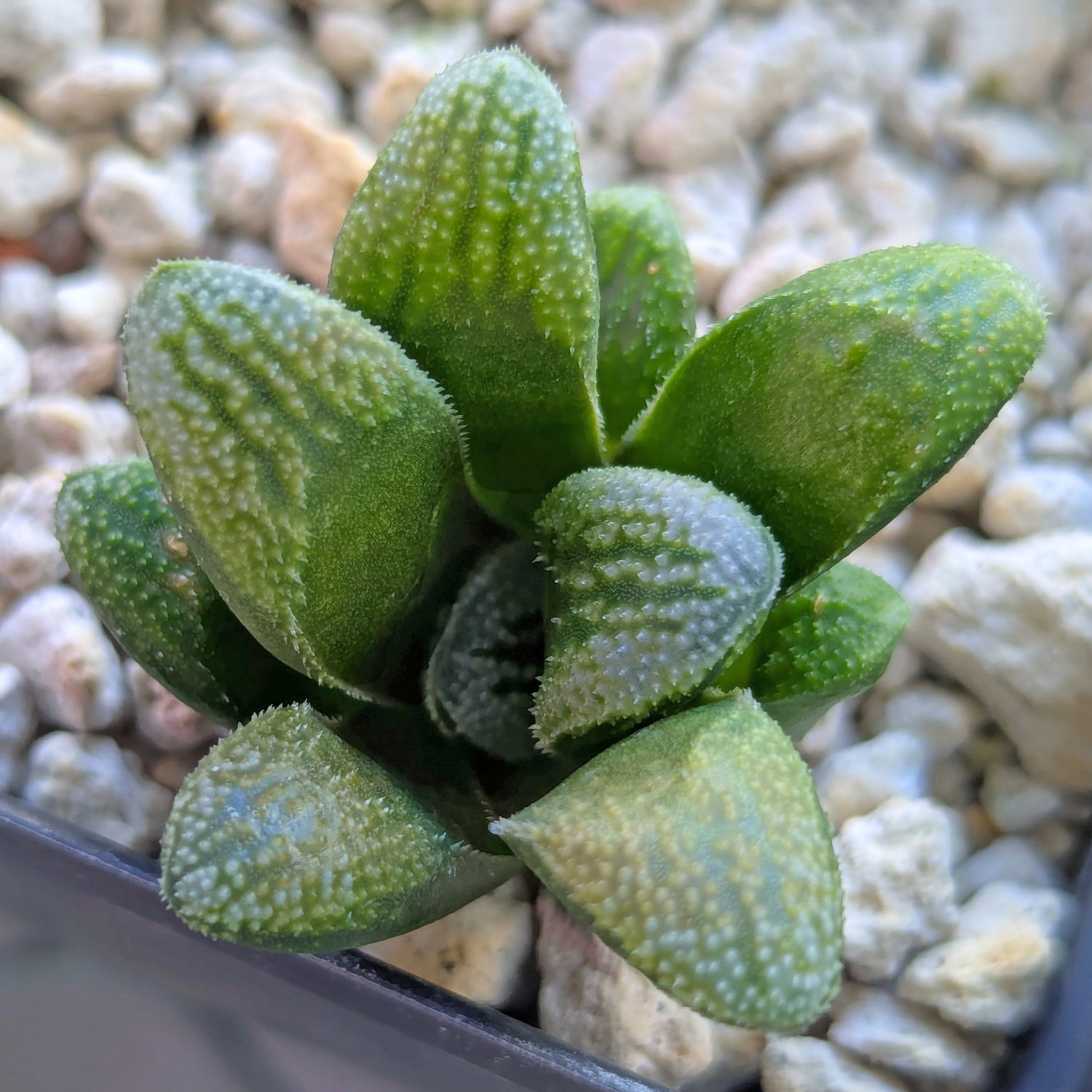 Haworthia PP576 hybrid series #10