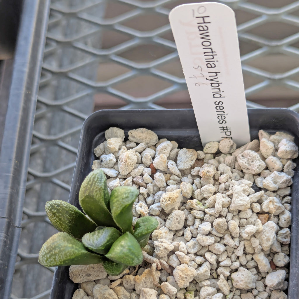Haworthia PP576 hybrid series #10