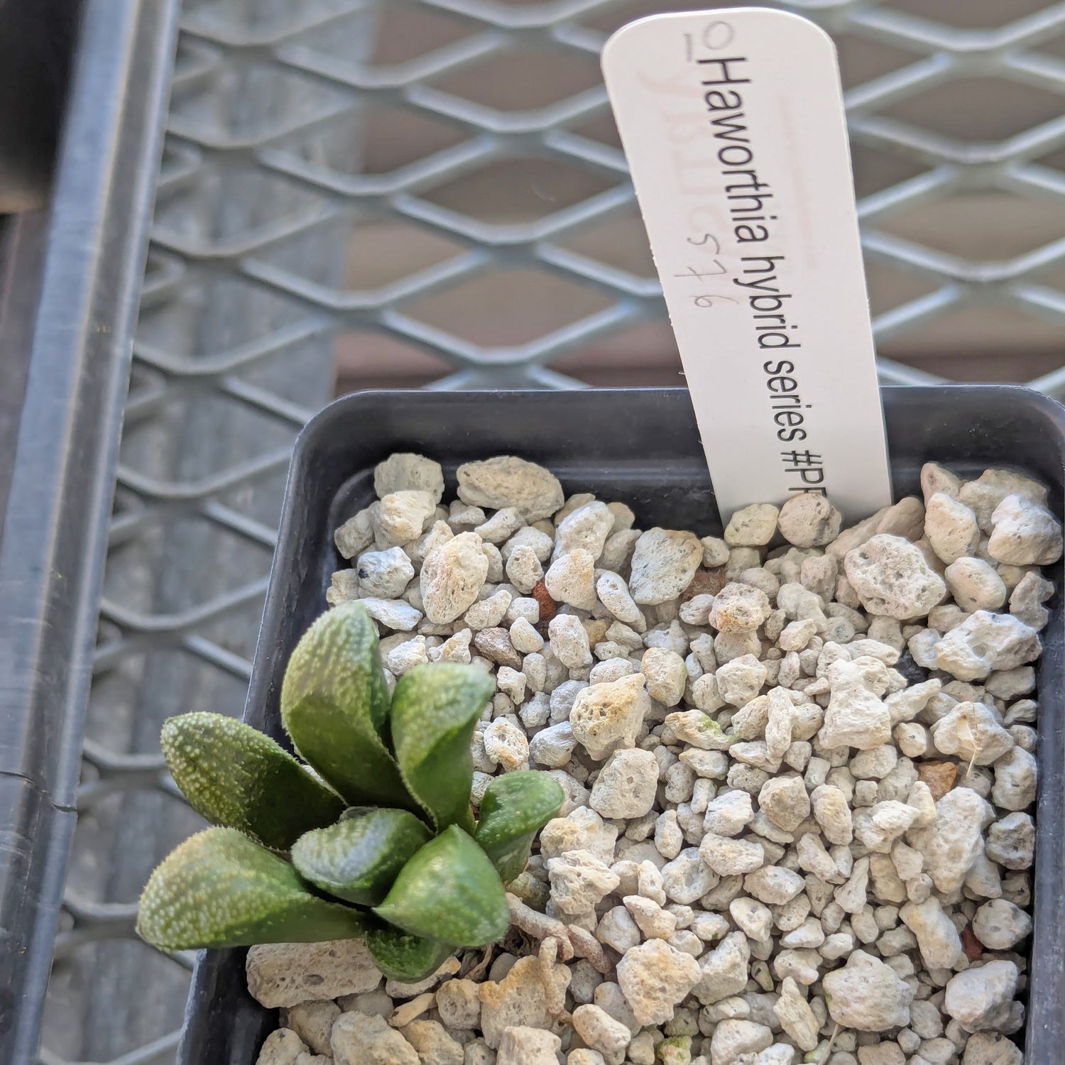Haworthia PP576 hybrid series #10