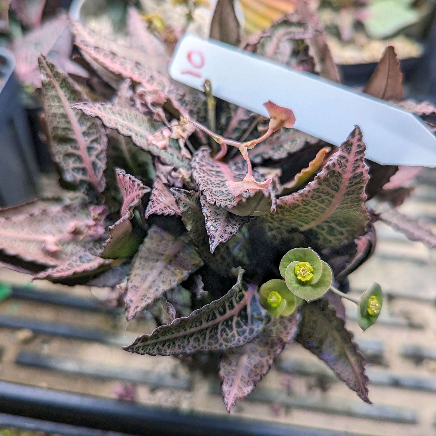 Euphorbia francoisii #10 SOLD OUT
