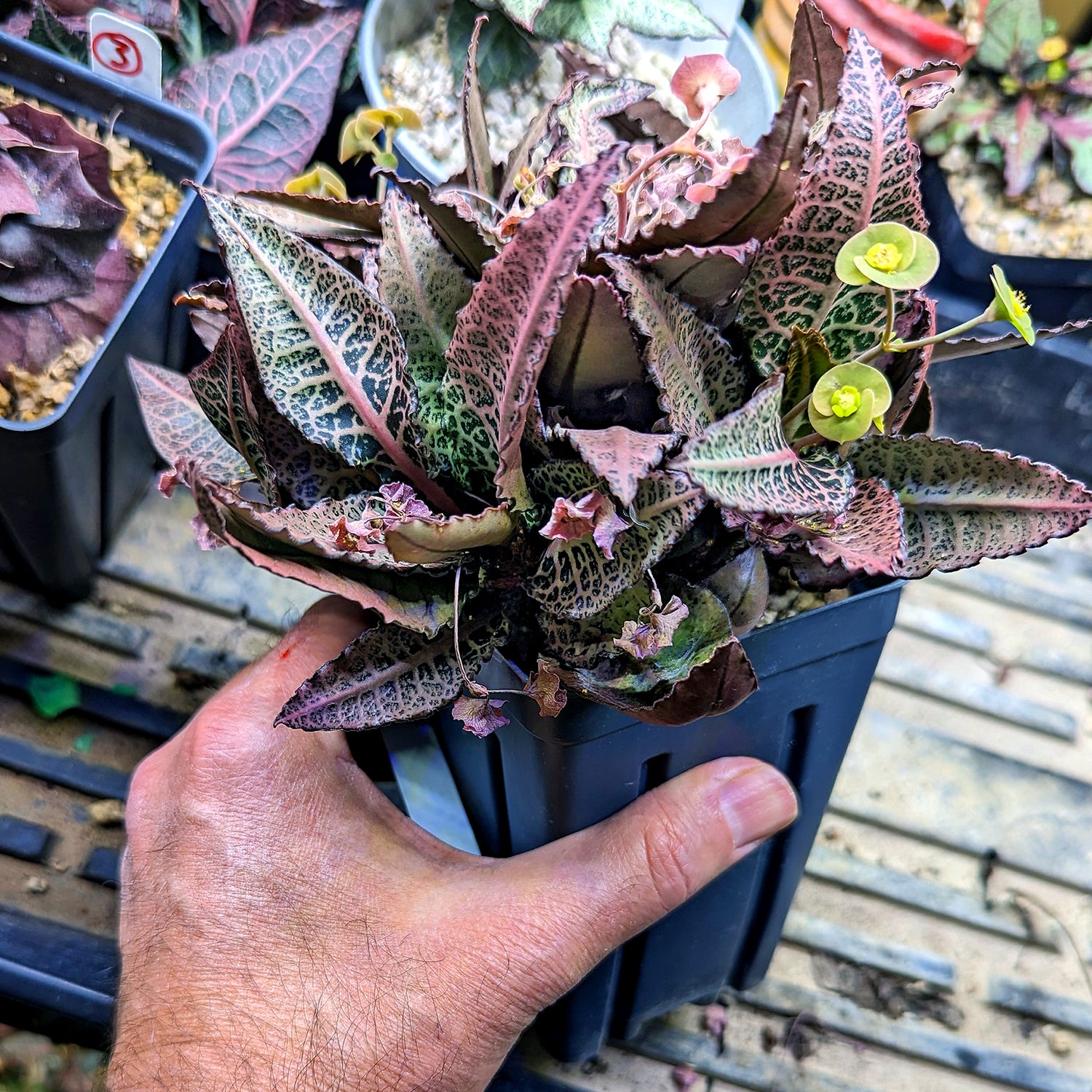 Euphorbia francoisii #10 SOLD OUT
