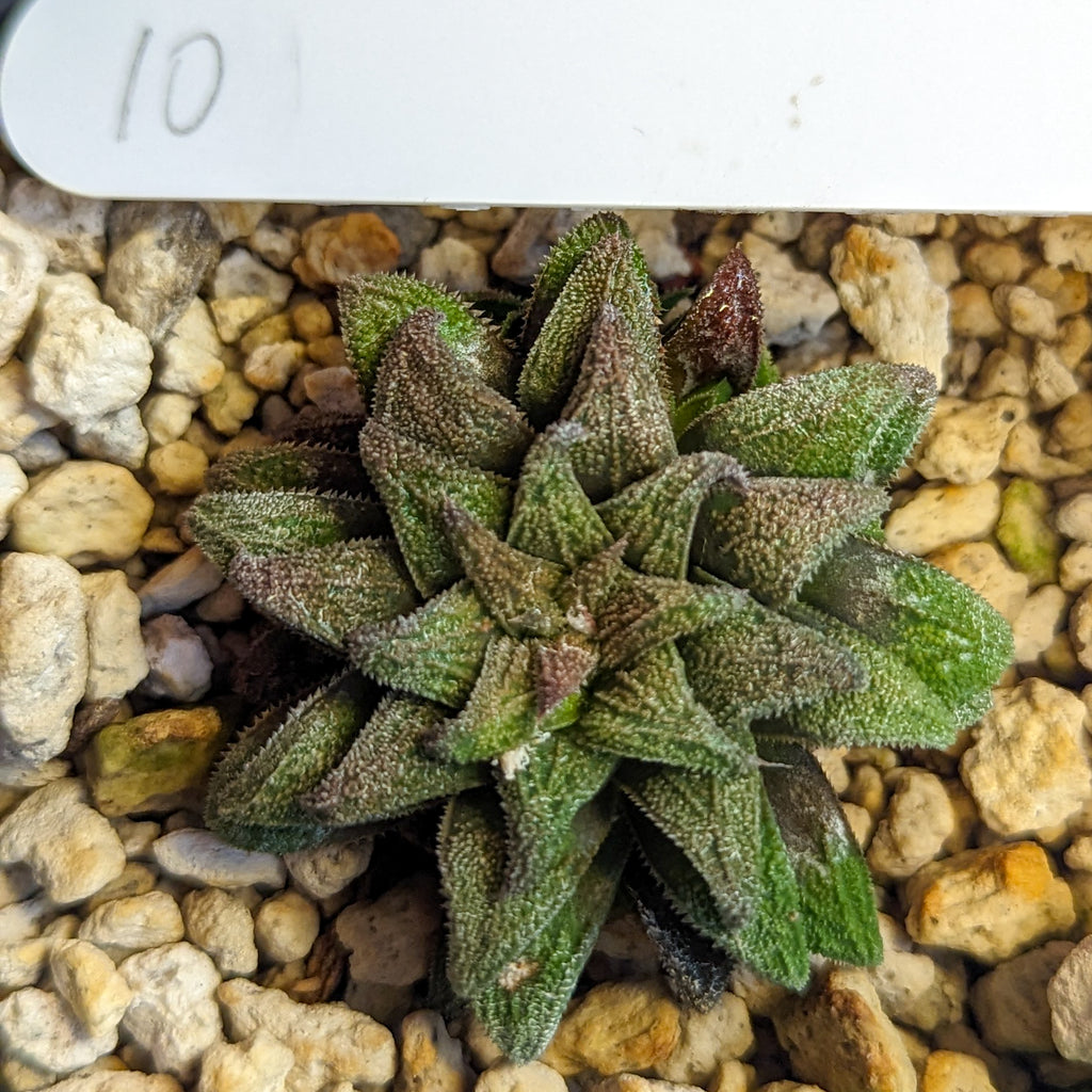 Haworthia parksiana hybrid series PP302 #10 SOLD OUT