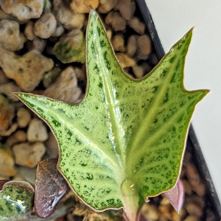 Euphorbia francoisii #10