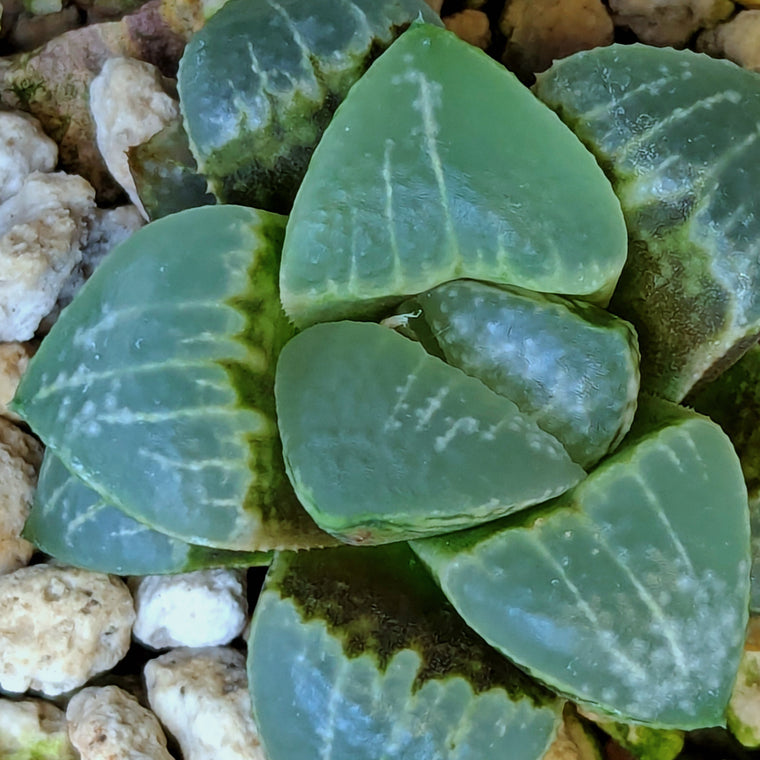Haworthia  hybrid series PP550 #10