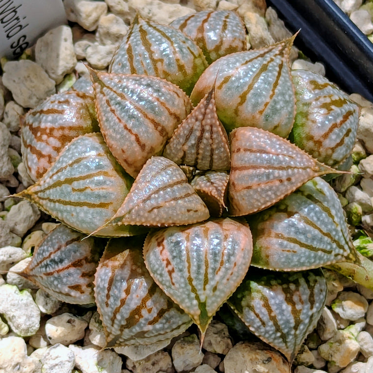 Haworthia PP614 hybrid series #10