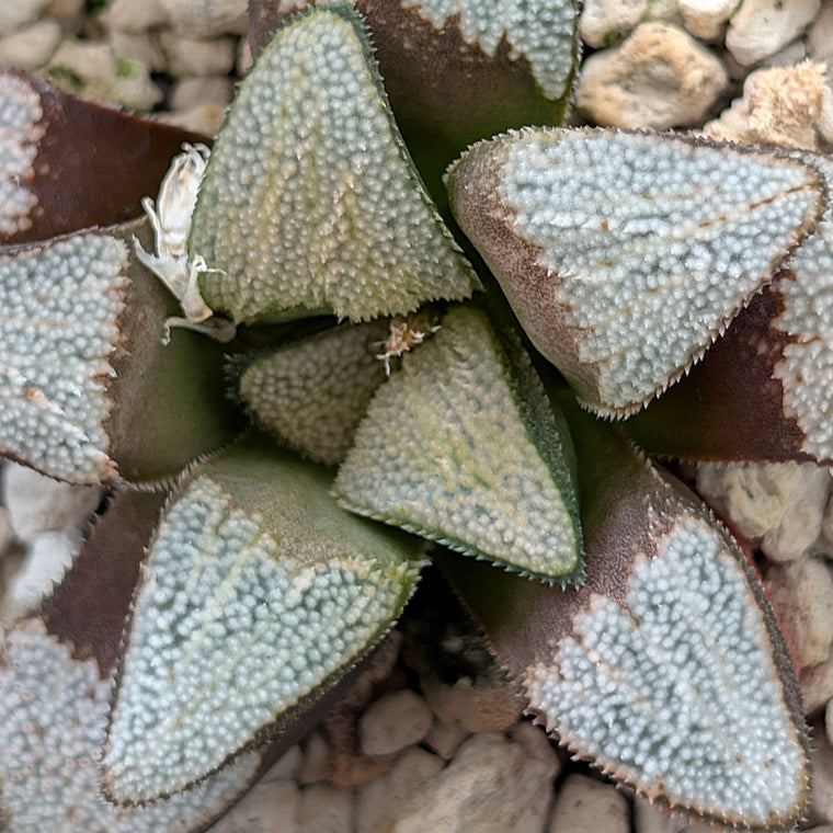 Haworthia groenewaldii back-cross hybrid series PP411  #10