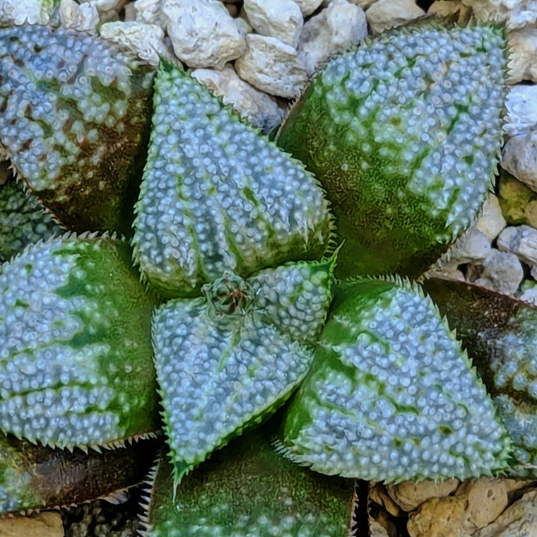 Haworthia  hybrid series PP584 #10