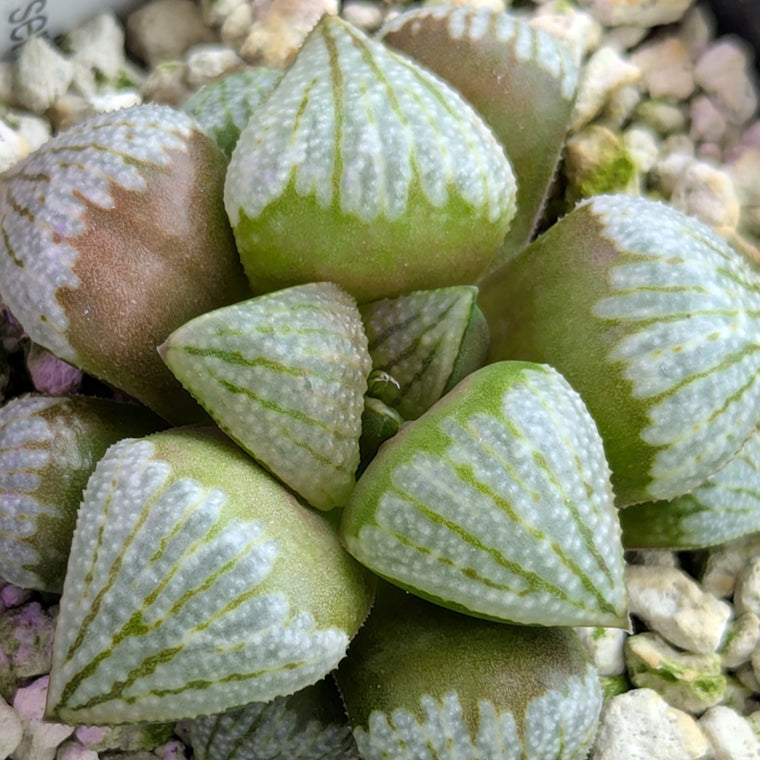 Haworthia PP619 hybrid series #10