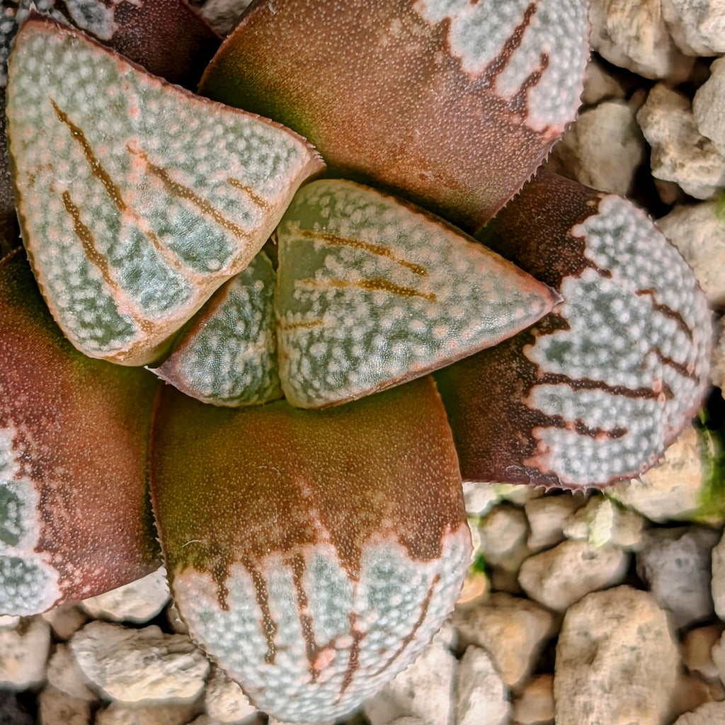 Haworthia groenewaldii hybrid series PP620 #10